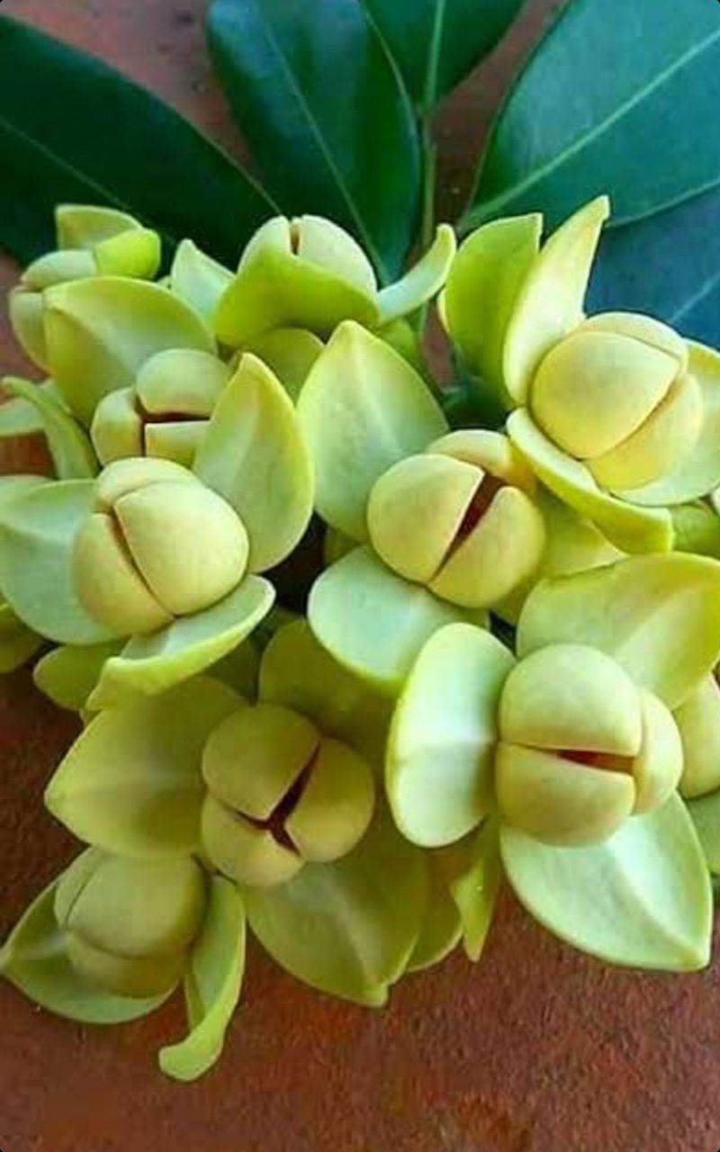 Lamduan Flower: provincial flower of Sisaket | THAILAND 🇹🇭
