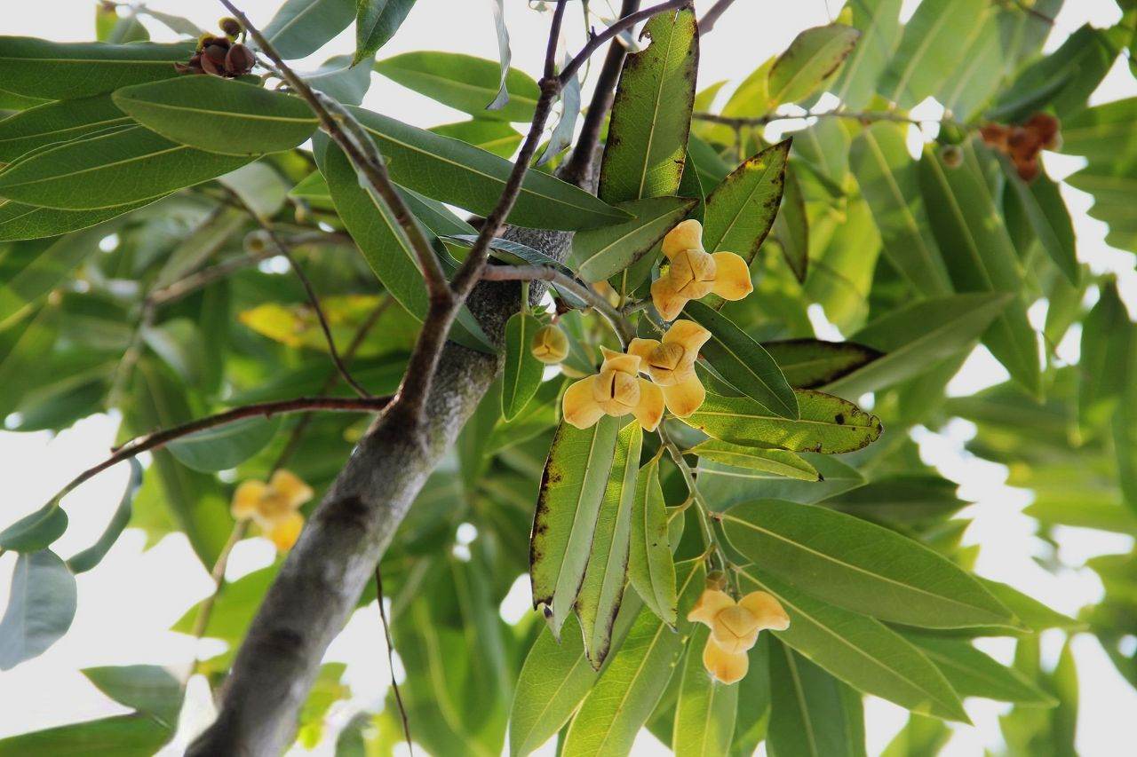 Lamduan Flower: provincial flower of Sisaket | THAILAND 🇹🇭