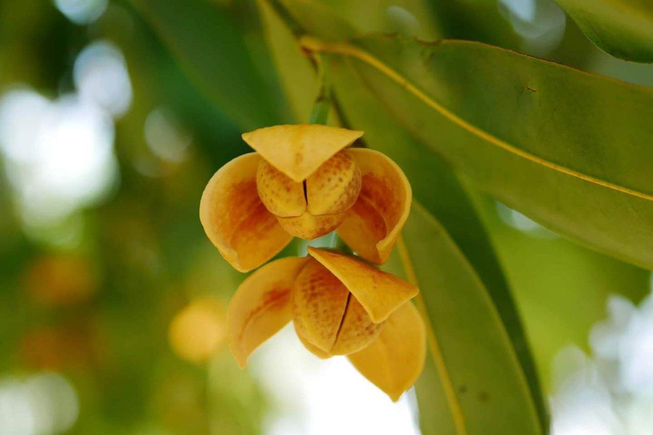 Lamduan Flower: provincial flower of Sisaket | THAILAND 🇹🇭