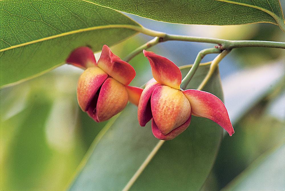 Lamduan Flower: provincial flower of Sisaket | THAILAND 🇹🇭