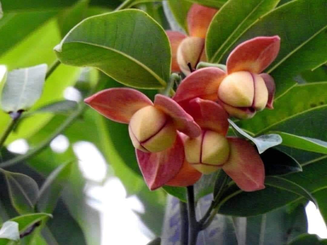 Lamduan Flower: provincial flower of Sisaket | THAILAND 🇹🇭