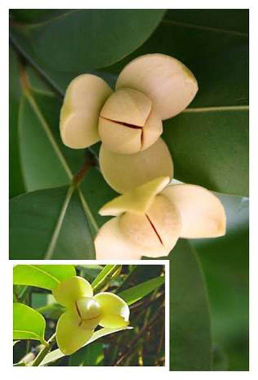 Lamduan Flower: provincial flower of Sisaket | THAILAND 🇹🇭