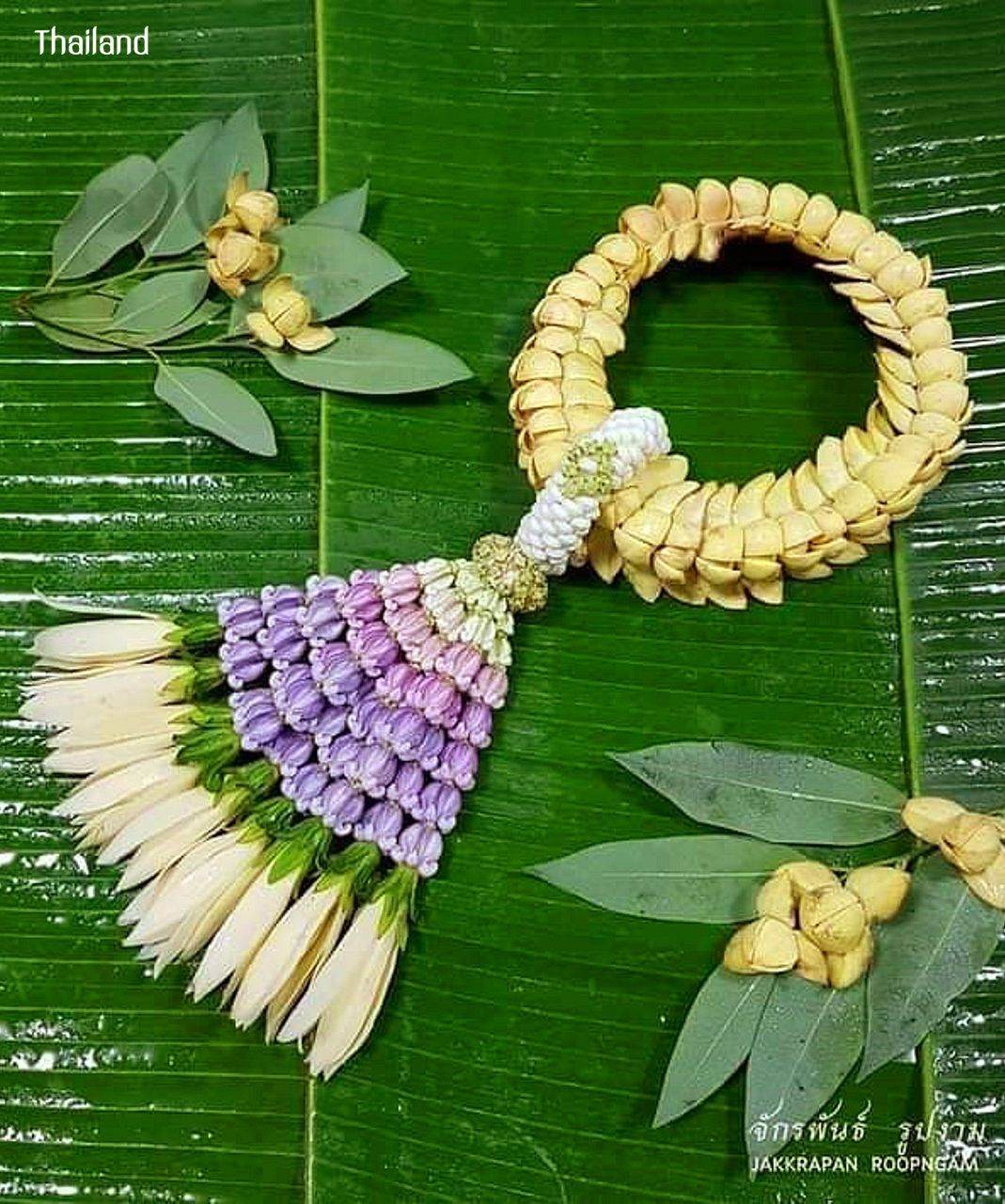 Lamduan Flower: provincial flower of Sisaket | THAILAND 🇹🇭