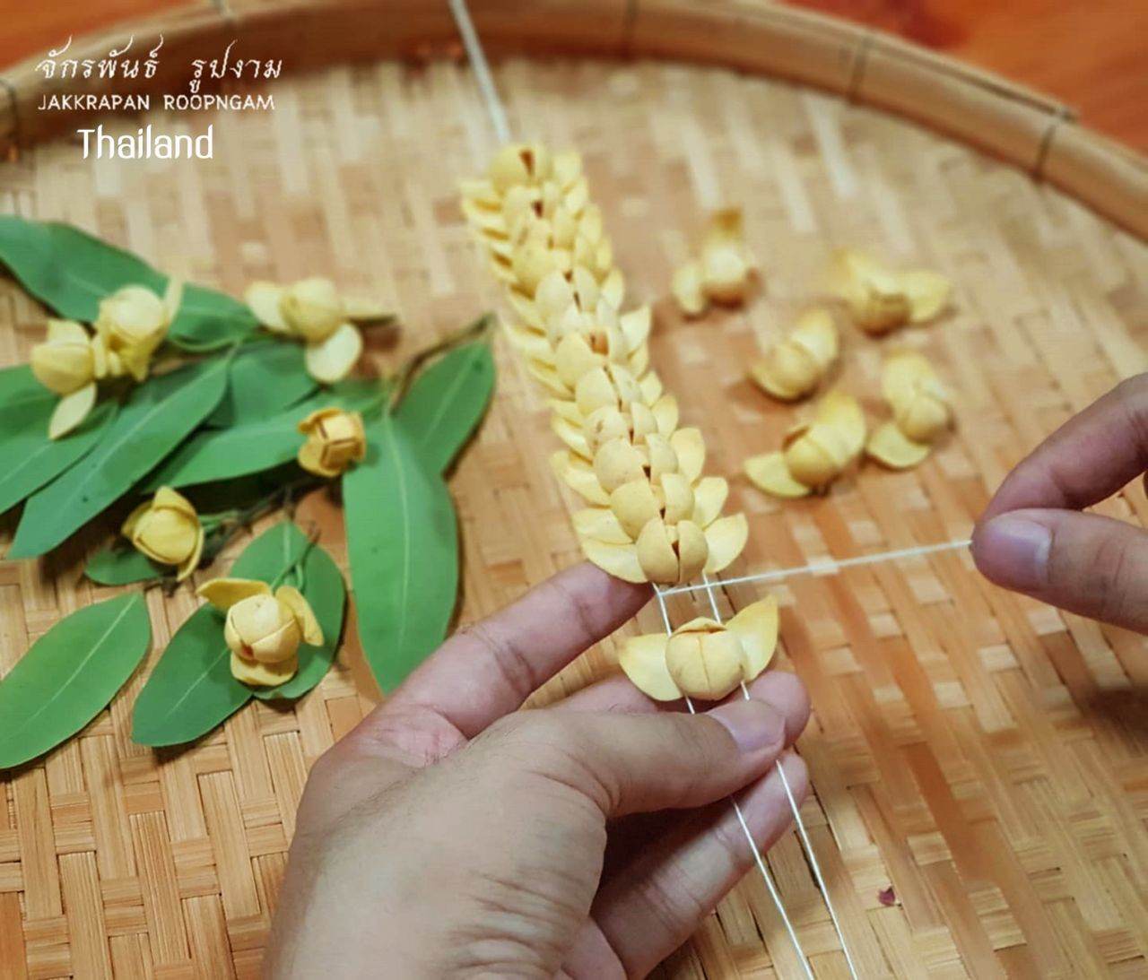 Lamduan Flower: provincial flower of Sisaket | THAILAND 🇹🇭