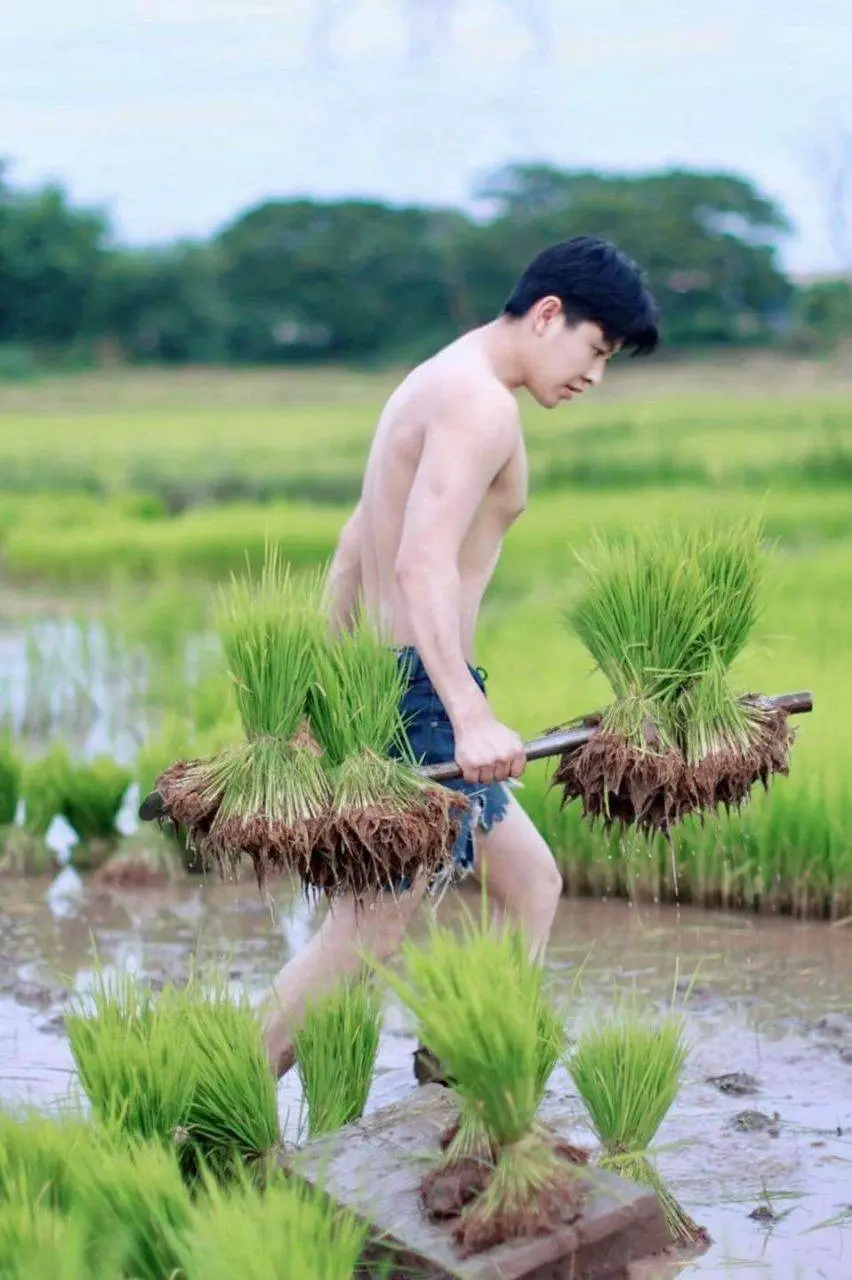 หนุ่ม..ดำนา