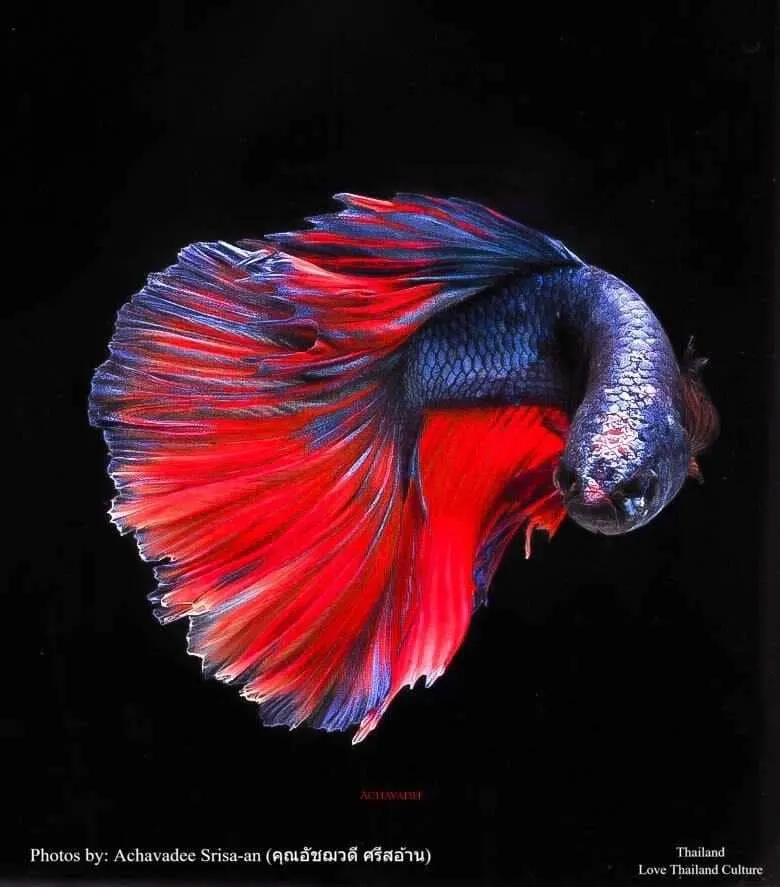 THAILAND 🇹🇭 | ปลากัดไทย ✧ Siamese Fighting fish