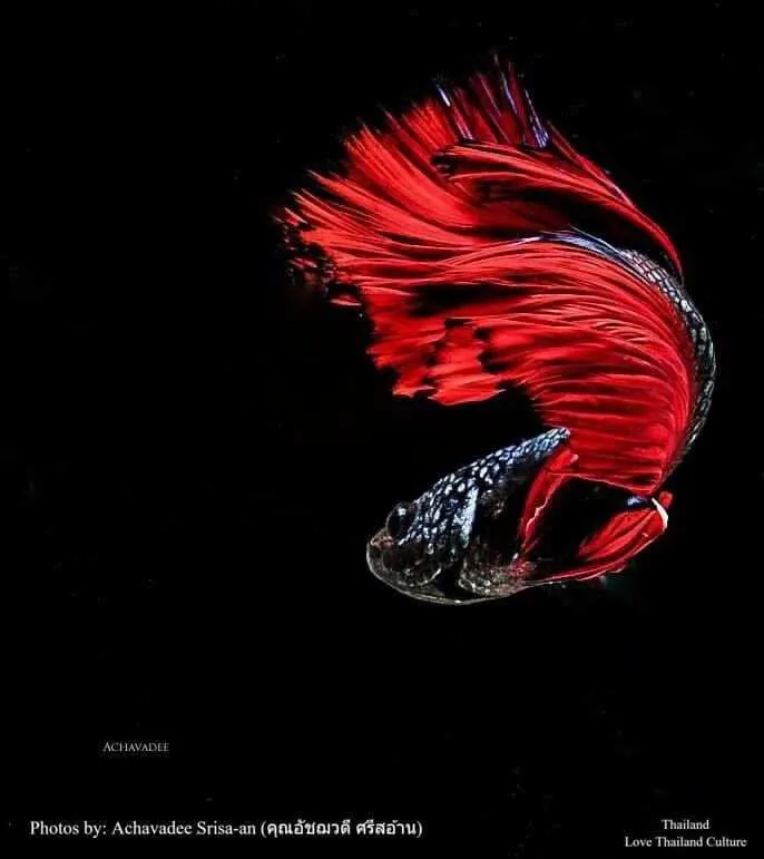 THAILAND 🇹🇭 | ปลากัดไทย ✧ Siamese Fighting fish