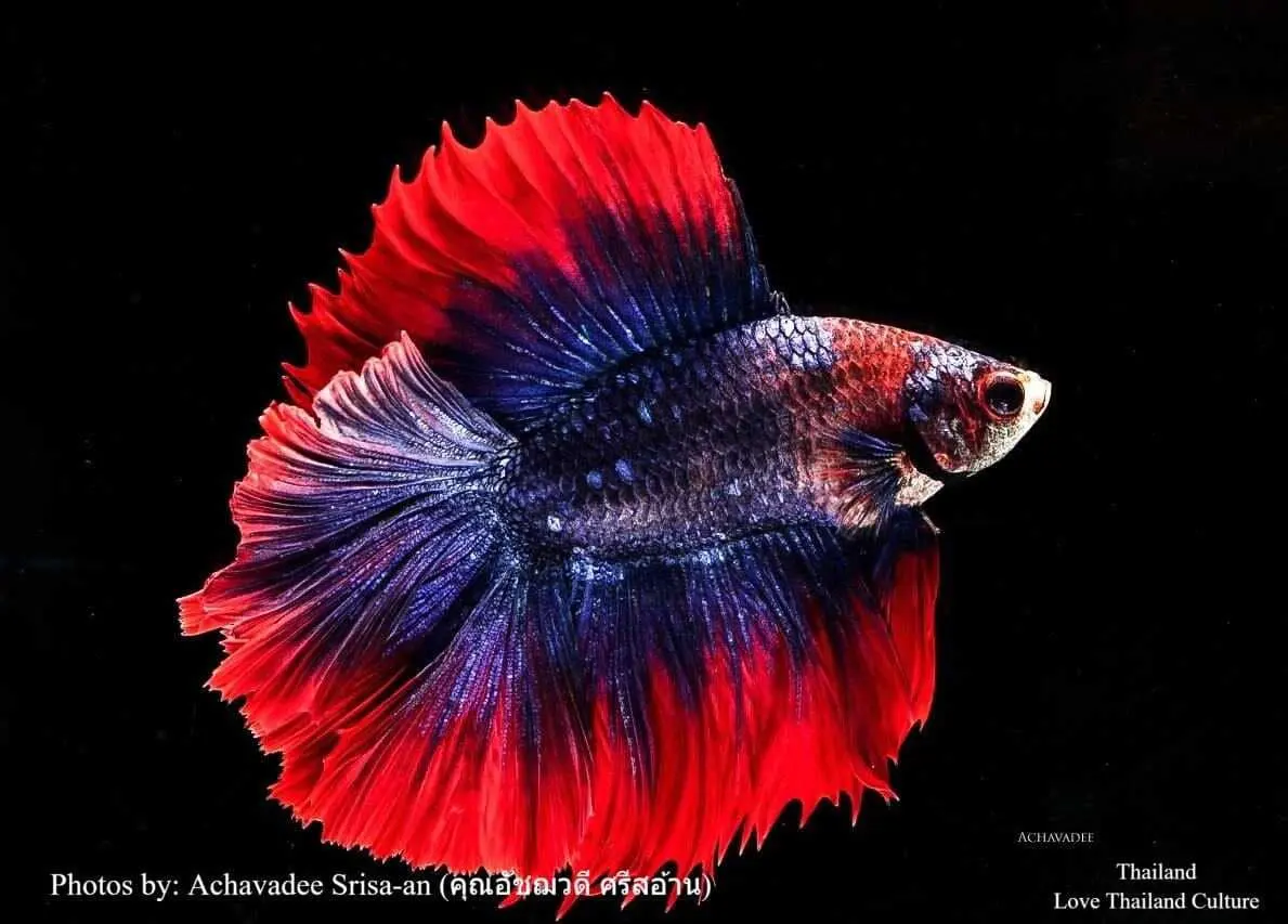 THAILAND 🇹🇭 | ปลากัดไทย ✧ Siamese Fighting fish