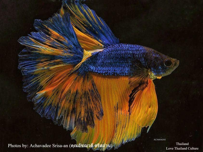 THAILAND 🇹🇭 | ปลากัดไทย ✧ Siamese Fighting fish