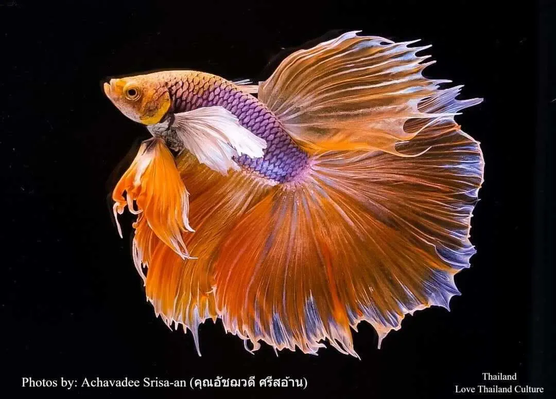 THAILAND 🇹🇭 | ปลากัดไทย ✧ Siamese Fighting fish