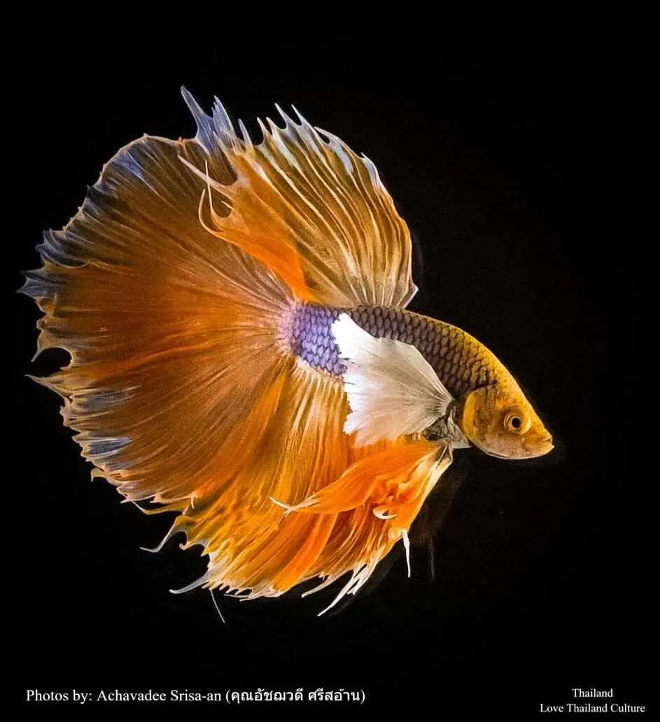 THAILAND 🇹🇭 | ปลากัดไทย ✧ Siamese Fighting fish