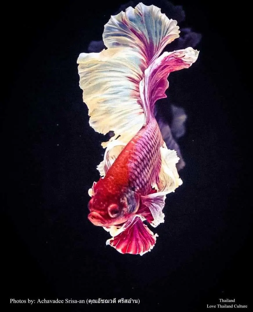THAILAND 🇹🇭 | ปลากัดไทย ✧ Siamese Fighting fish