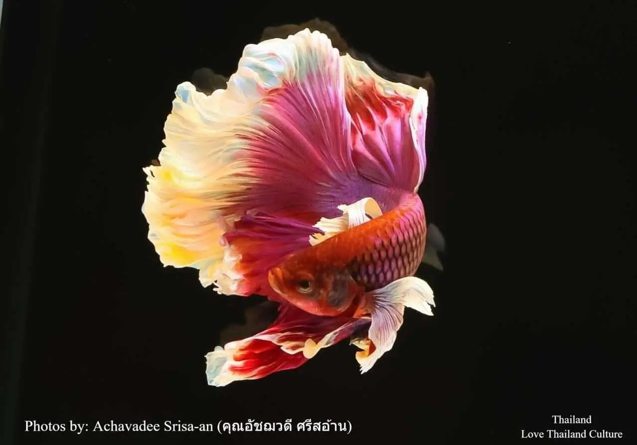 THAILAND 🇹🇭 | ปลากัดไทย ✧ Siamese Fighting fish