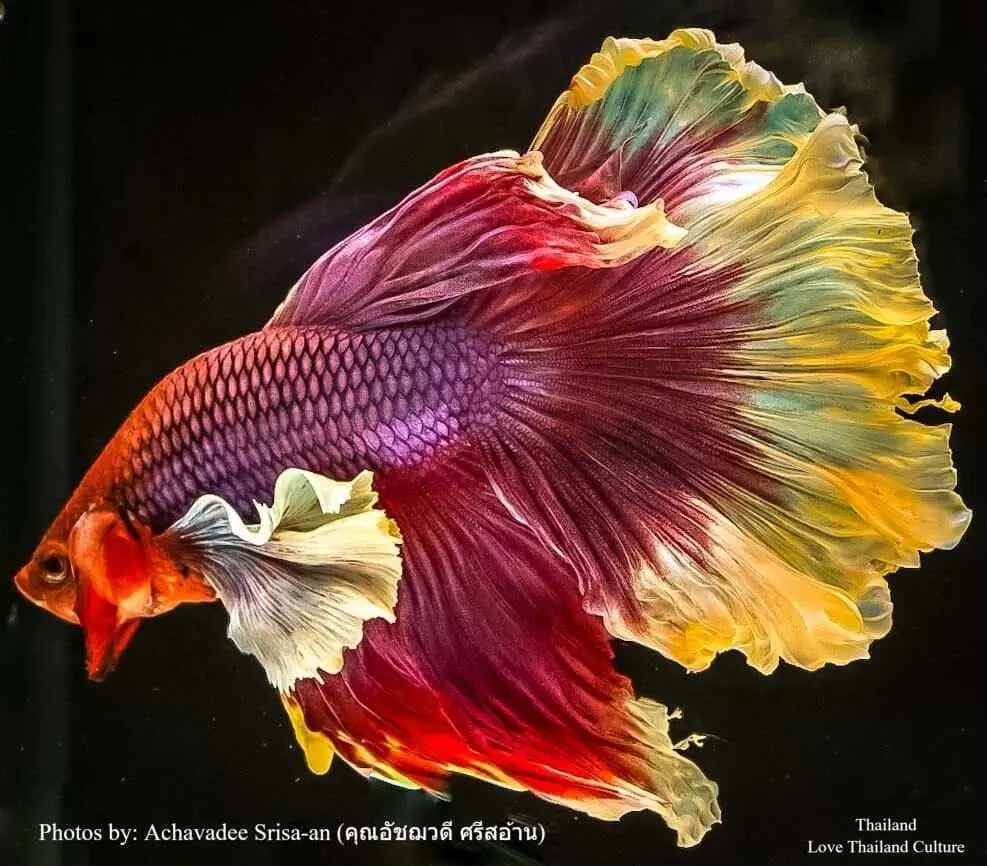 THAILAND 🇹🇭 | ปลากัดไทย ✧ Siamese Fighting fish