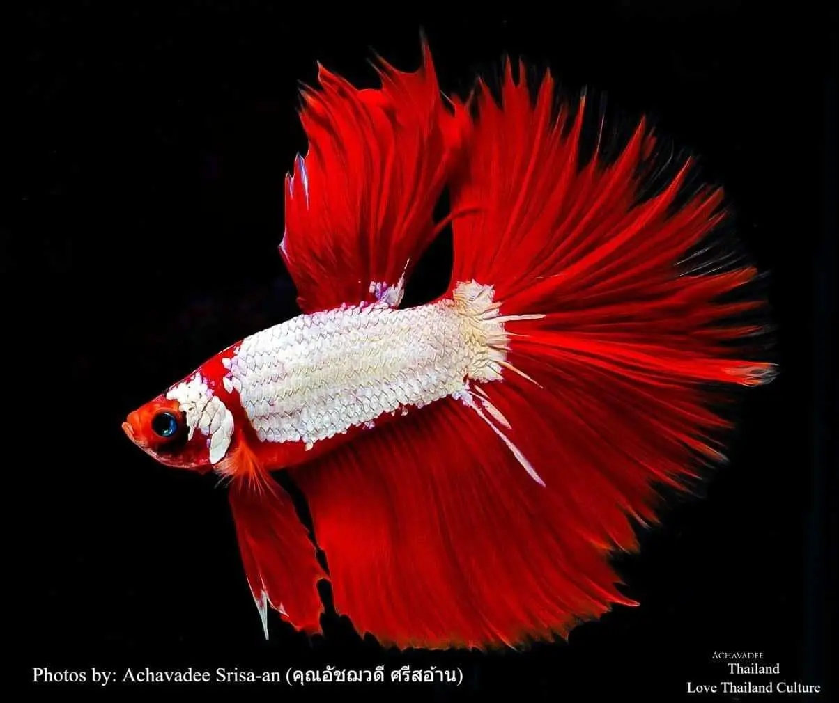 THAILAND 🇹🇭 | ปลากัดไทย ✧ Siamese Fighting fish