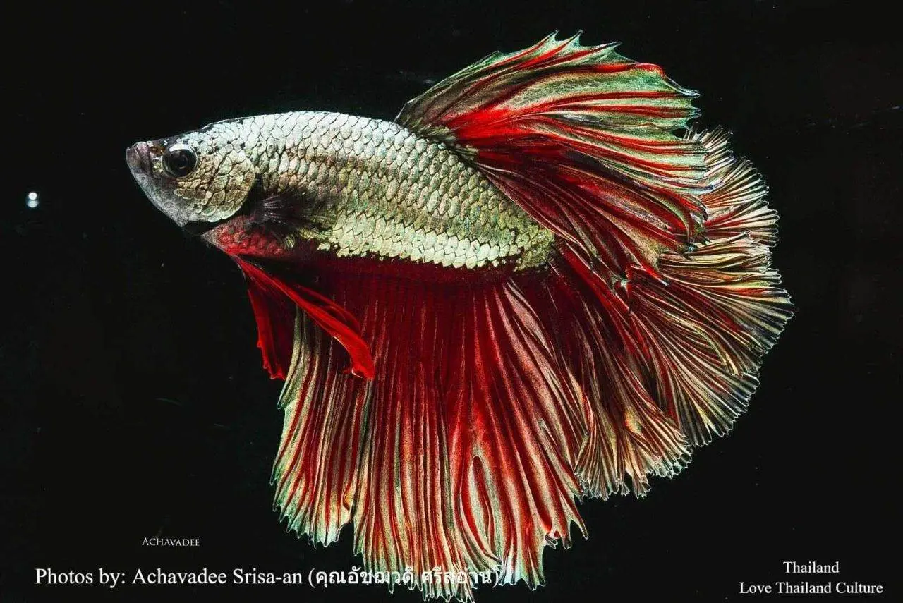 THAILAND 🇹🇭 | ปลากัดไทย ✧ Siamese Fighting fish