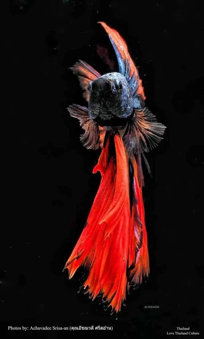 THAILAND 🇹🇭 | ปลากัดไทย ✧ Siamese Fighting fish