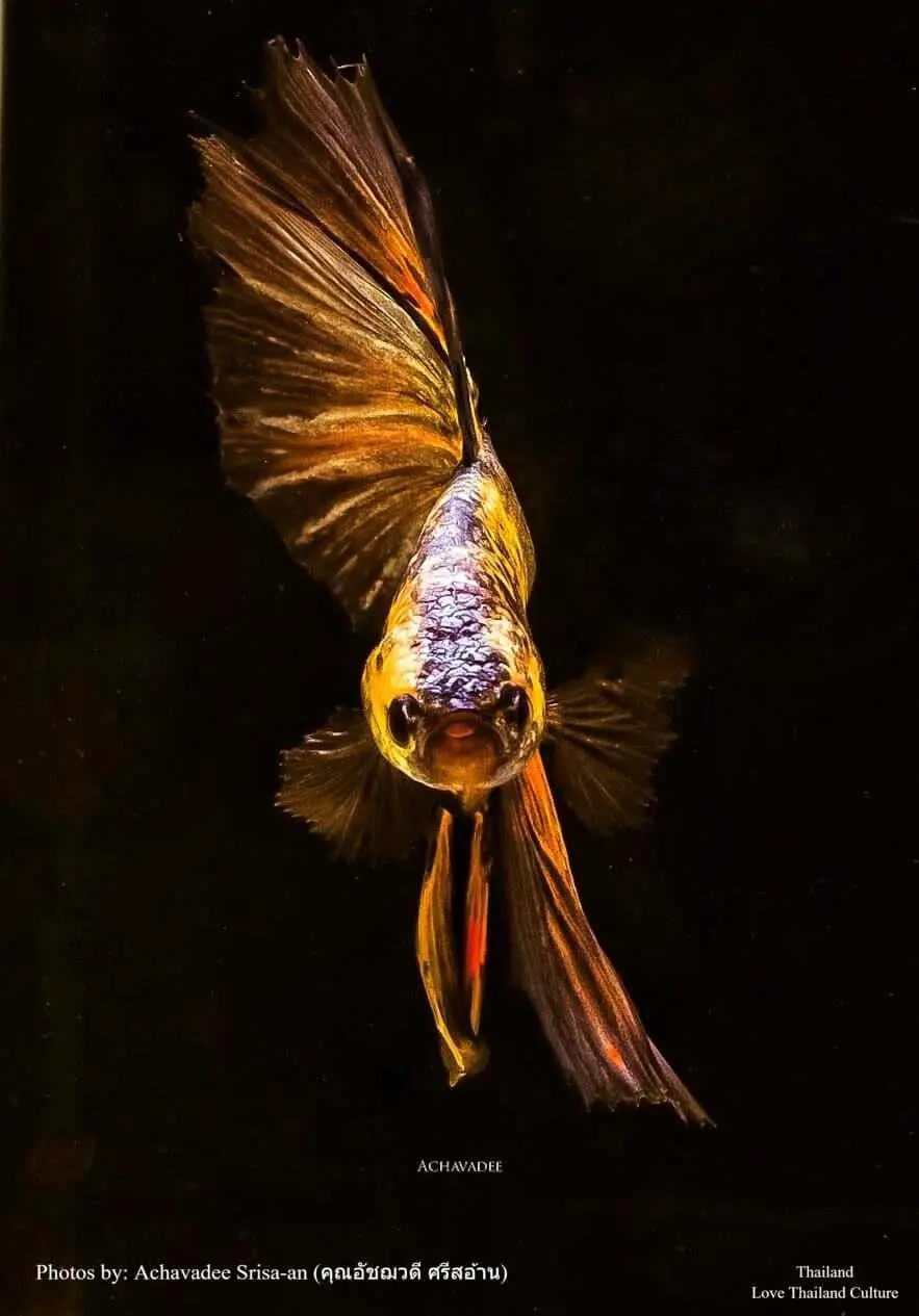 THAILAND 🇹🇭 | ปลากัดไทย ✧ Siamese Fighting fish