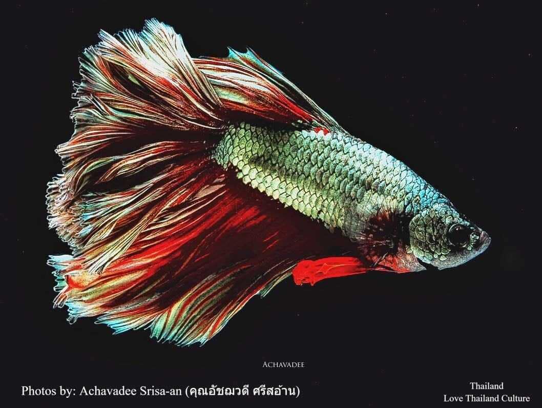 THAILAND 🇹🇭 | ปลากัดไทย ✧ Siamese Fighting fish