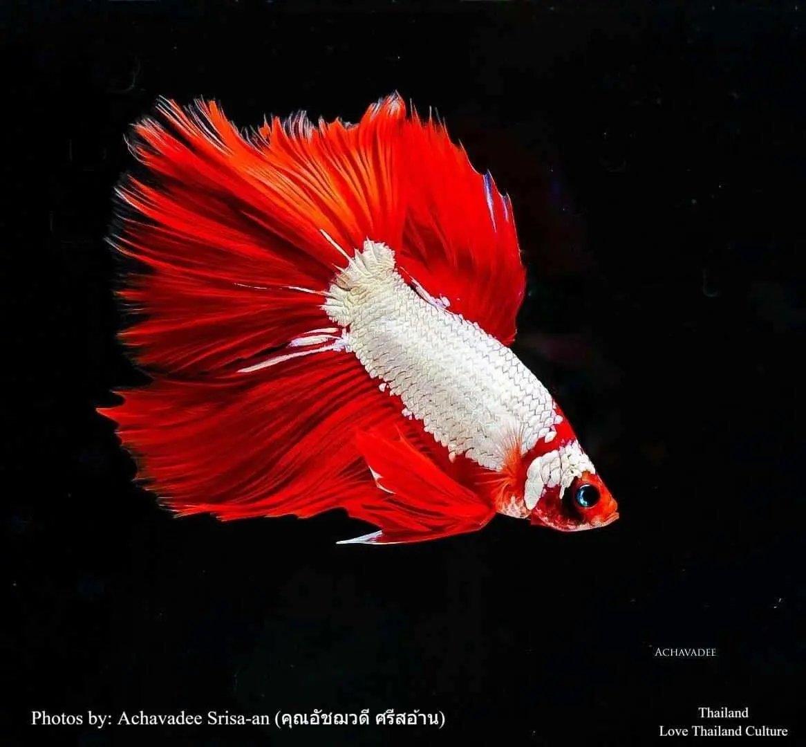 THAILAND 🇹🇭 | ปลากัดไทย ✧ Siamese Fighting fish