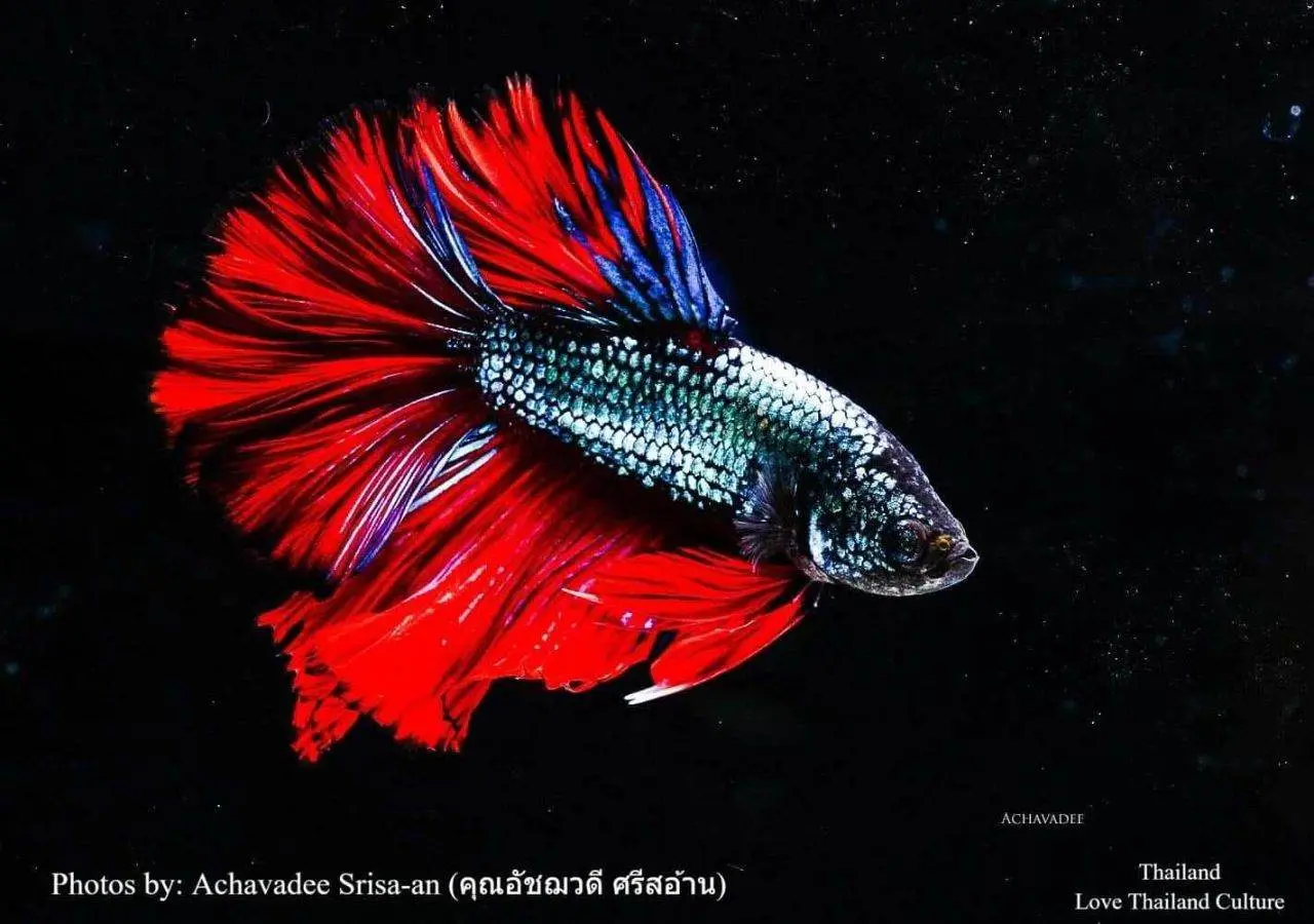 THAILAND 🇹🇭 | ปลากัดไทย ✧ Siamese Fighting fish