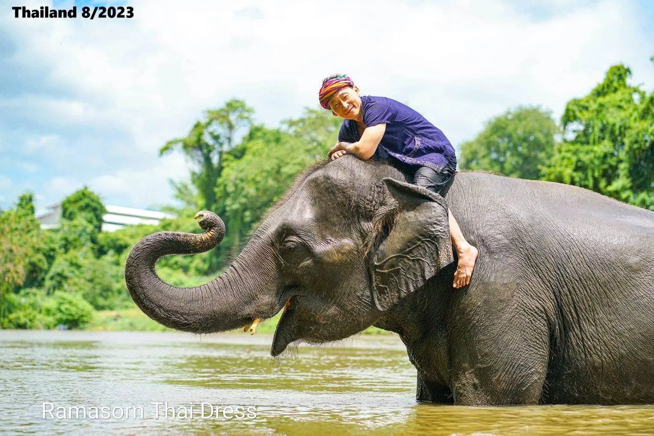 Thai Guy and the Elephant 🇹🇭
