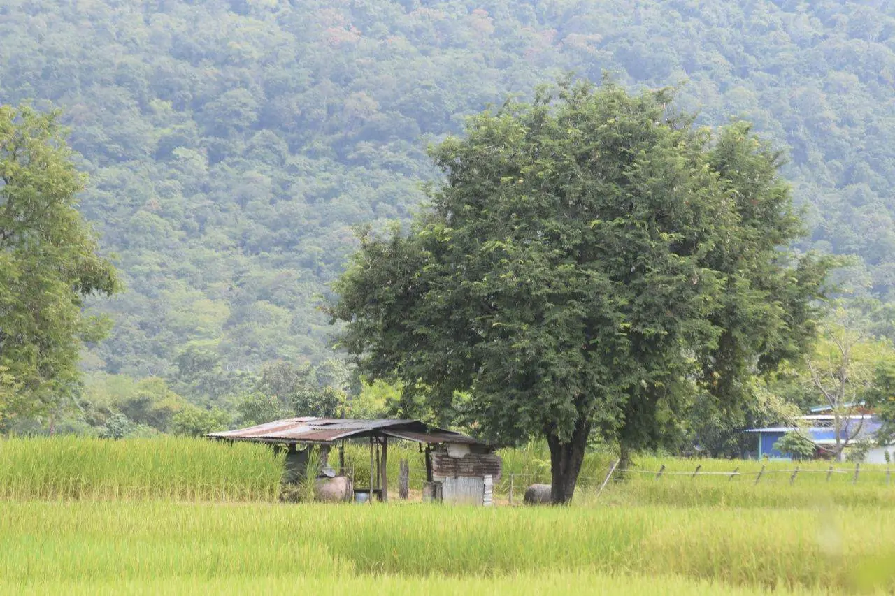 วิถีชน(บท)