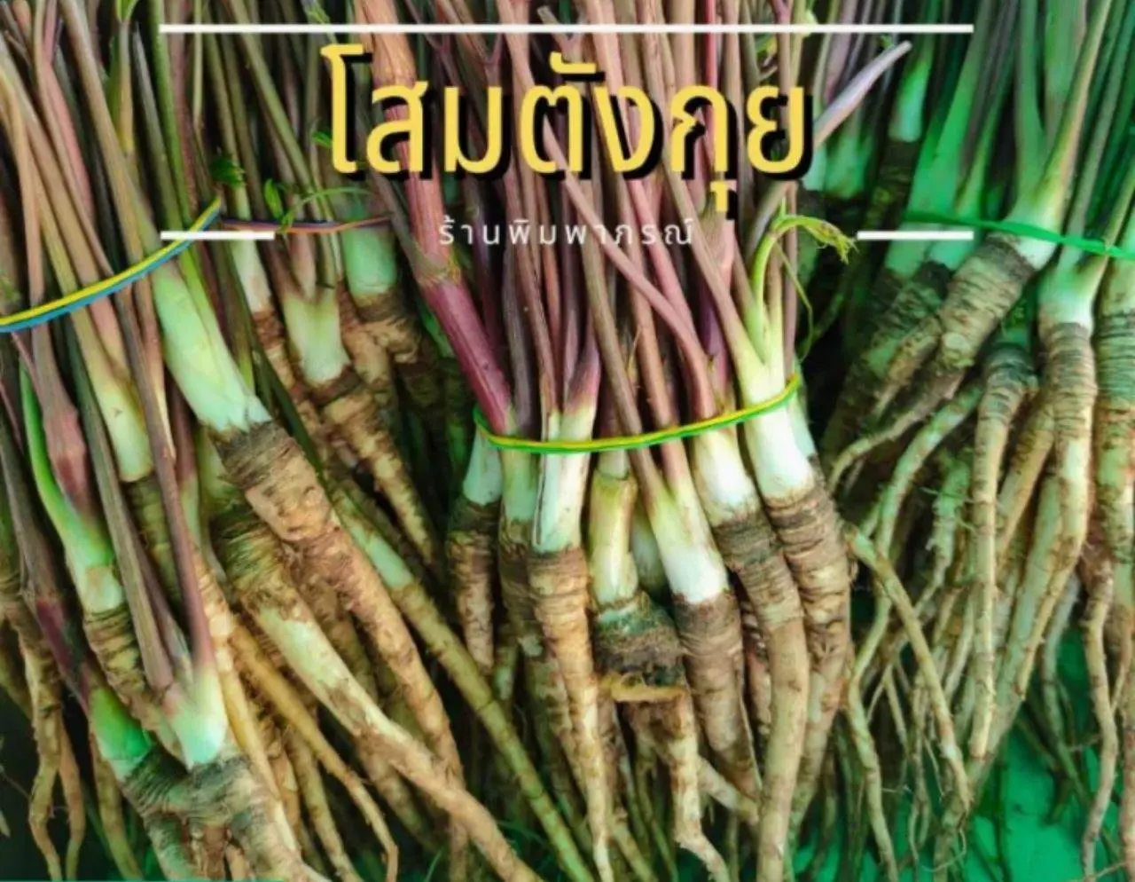 ตังกุยหรือโกฐเชียง