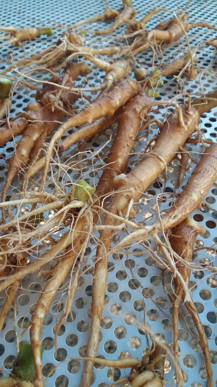 โสมไทย