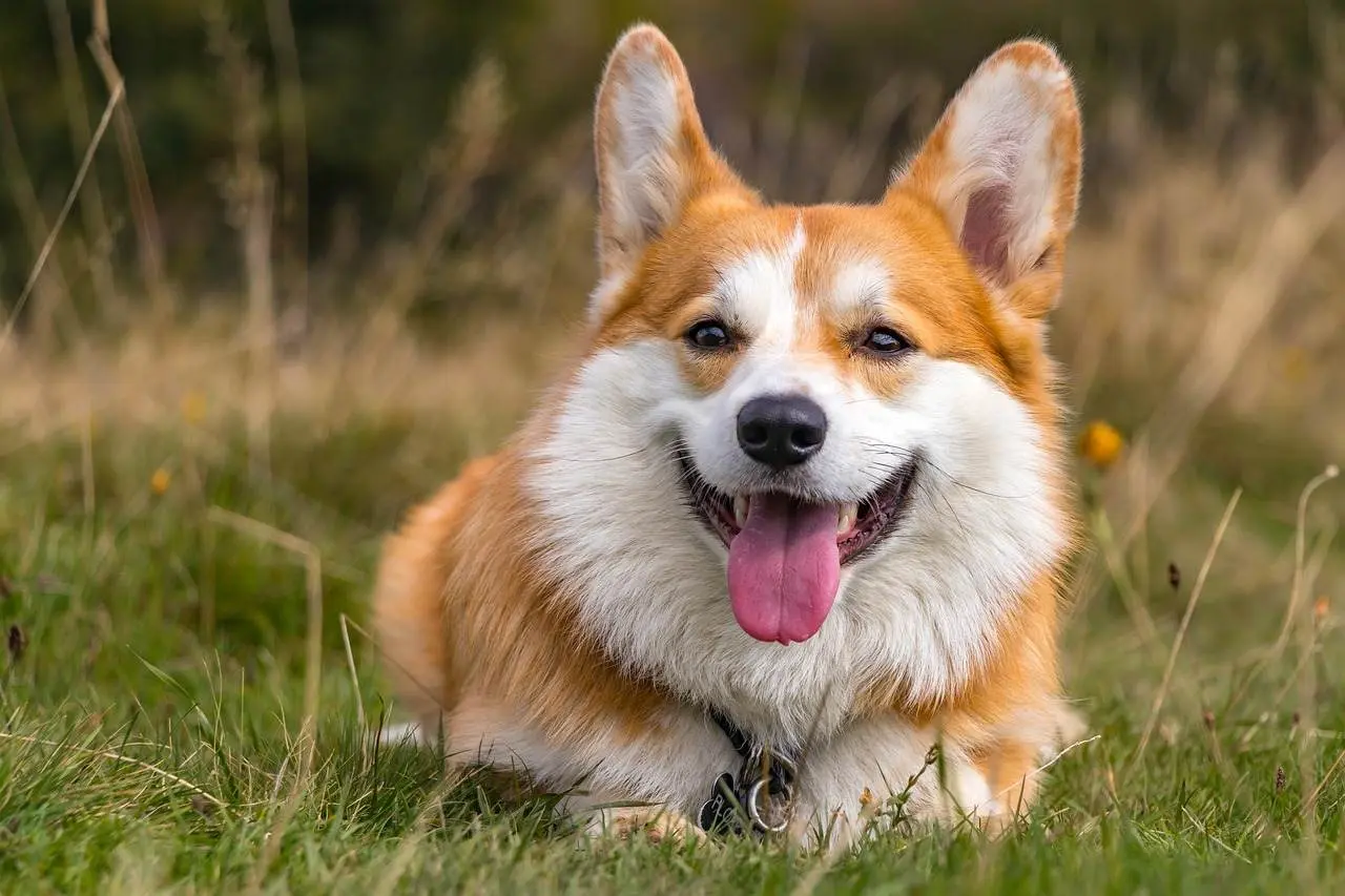 รูปสุนัขน่ารักๆ