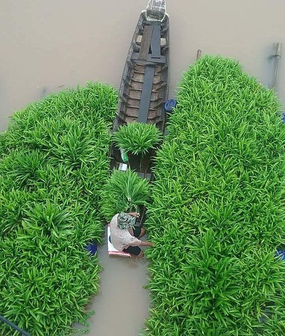 เตยหอม งานวิจัยและสรรพคุณ 22 ข้อ