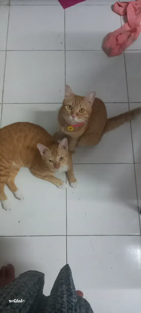 Knorr&Kwamsook