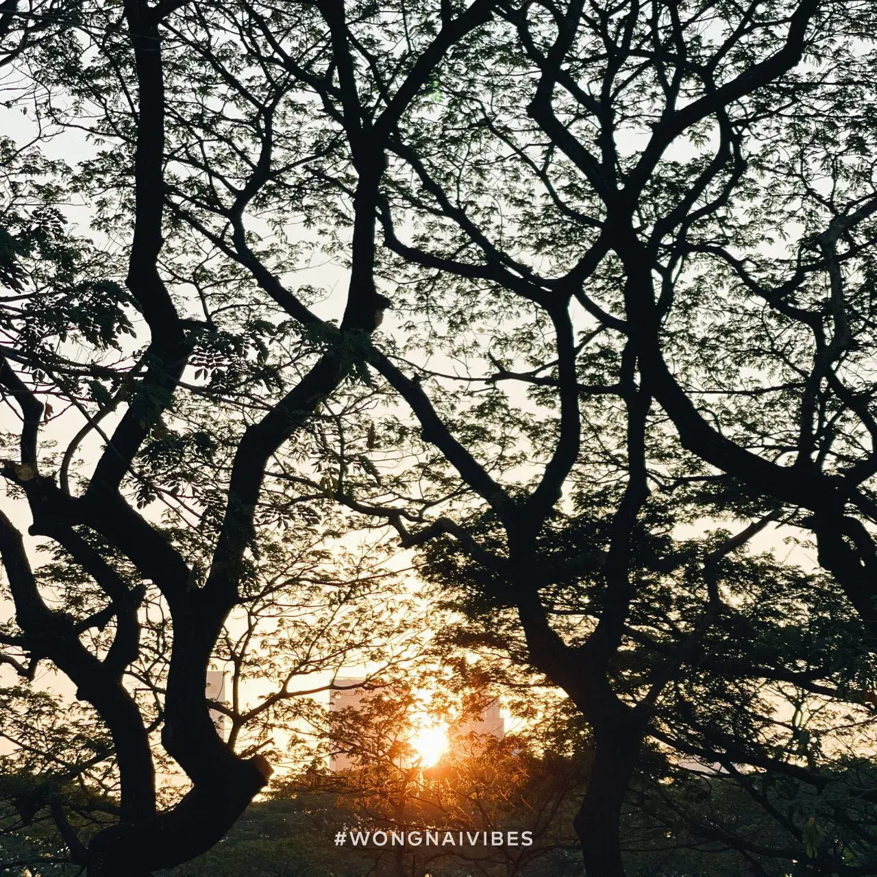 Benjakitti Park, Bangkok 🇹🇭