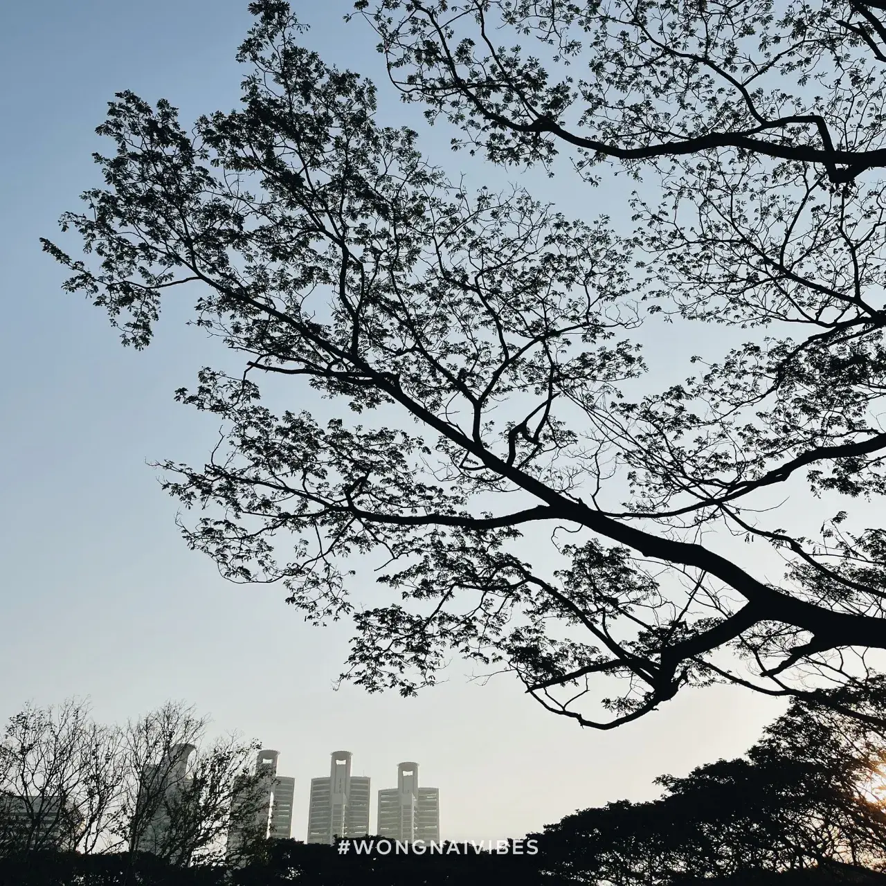 Benjakitti Park, Bangkok 🇹🇭
