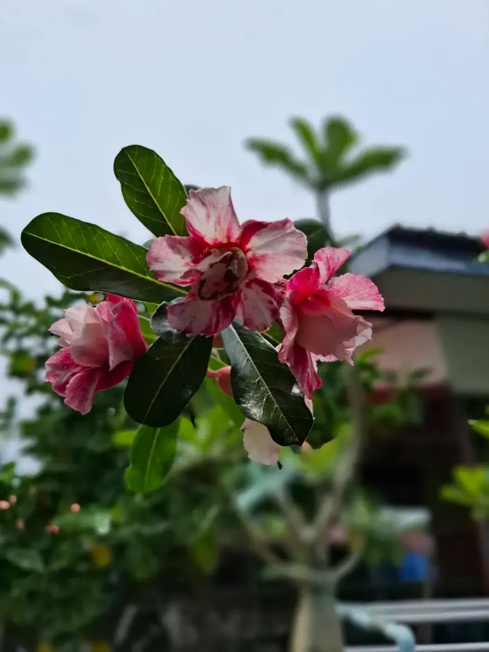 เมื่อฟ้ากระจ่าง
