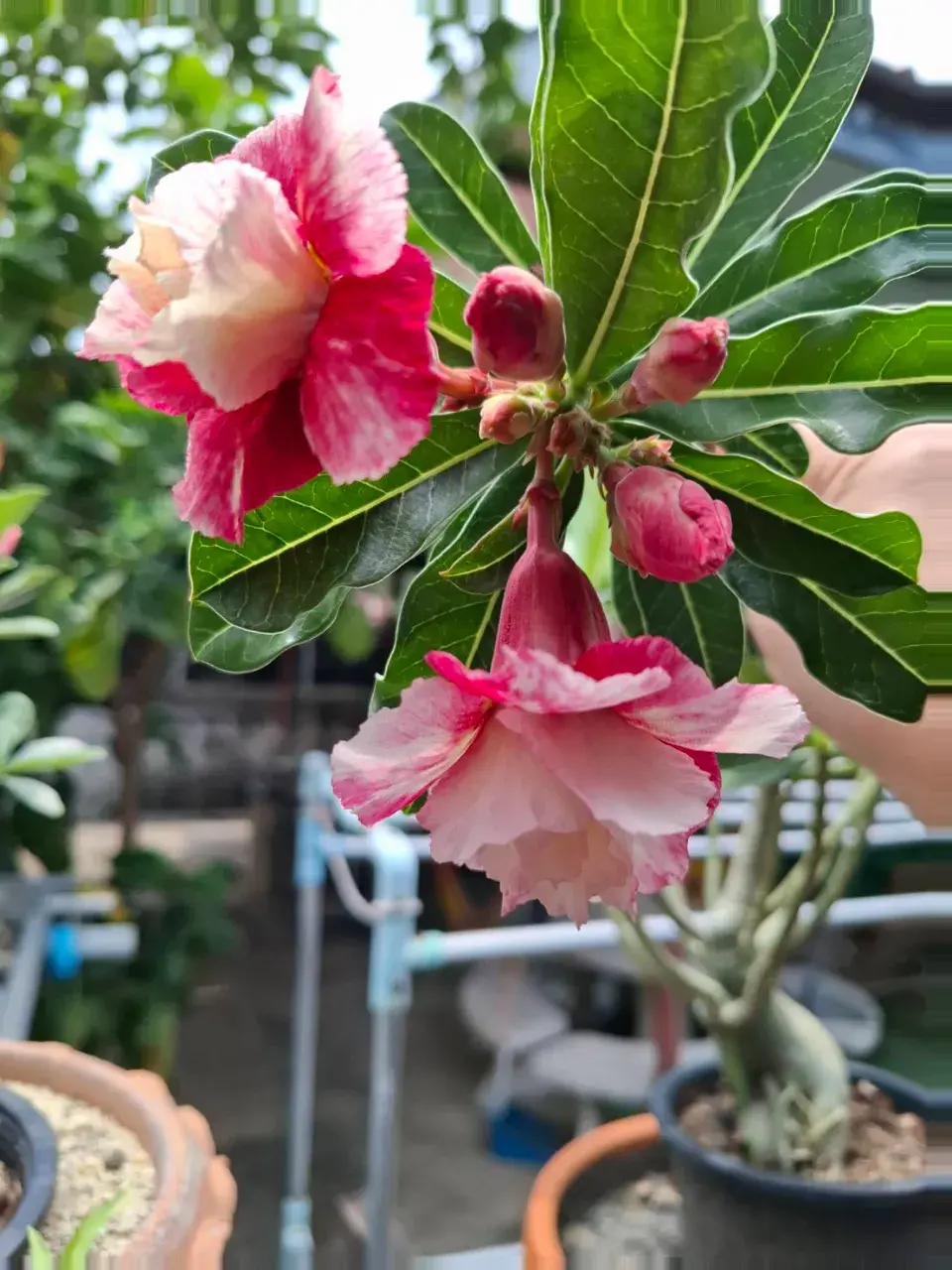วันฟ้าใส