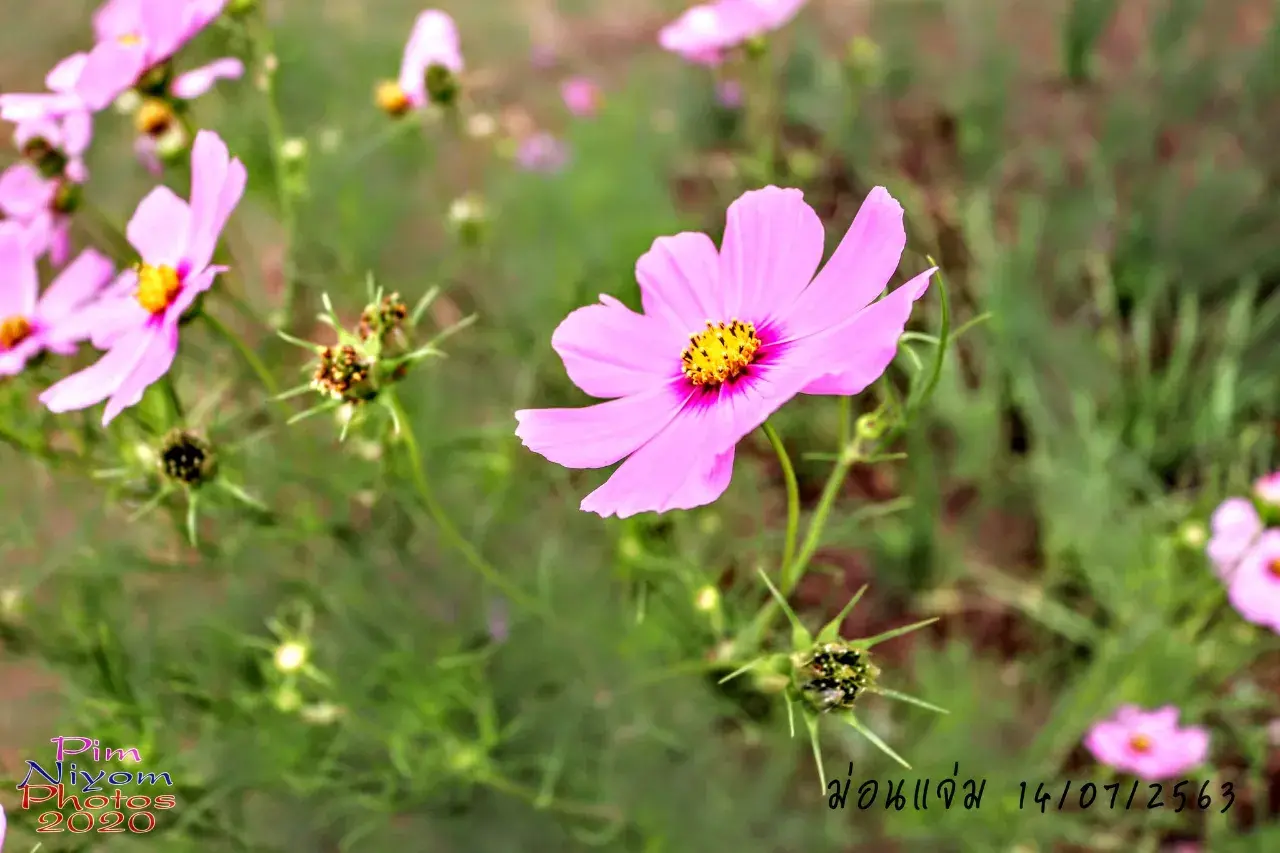 ดอกไม้ #ม่อนแจ่ม  #เชียงใหม่