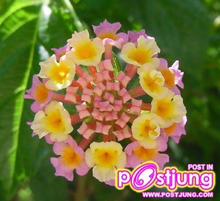 ดอกไม้นานาชนิด