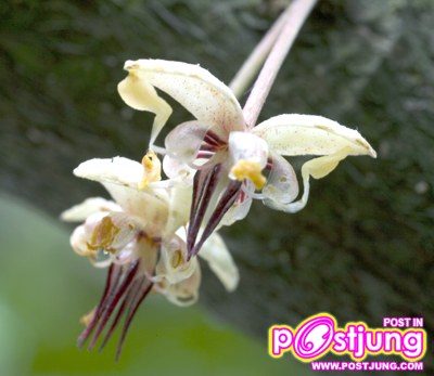 ดอกไม้นานาชนิด