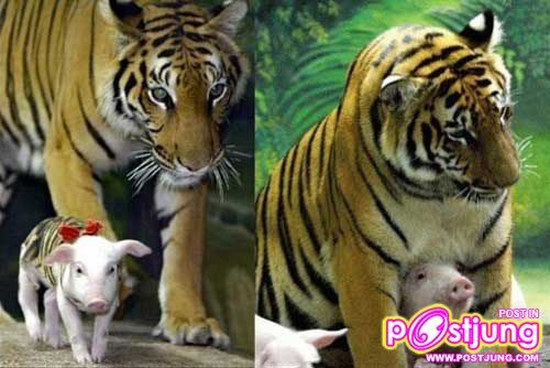 มิตรภาพดีดี