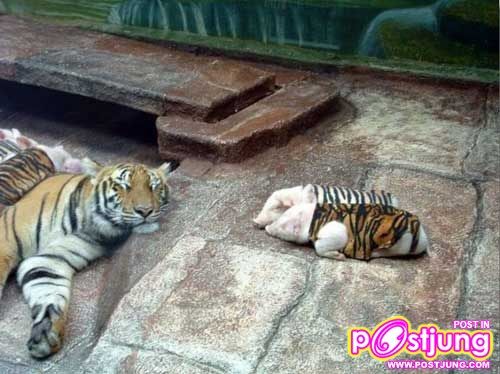 มิตรภาพดีดี
