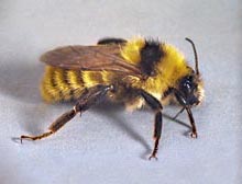 Bumble Bee