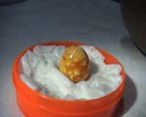 มุกหอยโข่ง