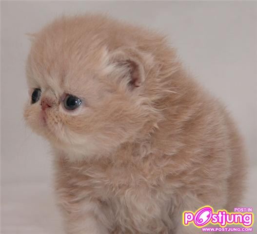 น้องแมวน่าร๊ากกกกกกกกกกกกกกกกกกก...