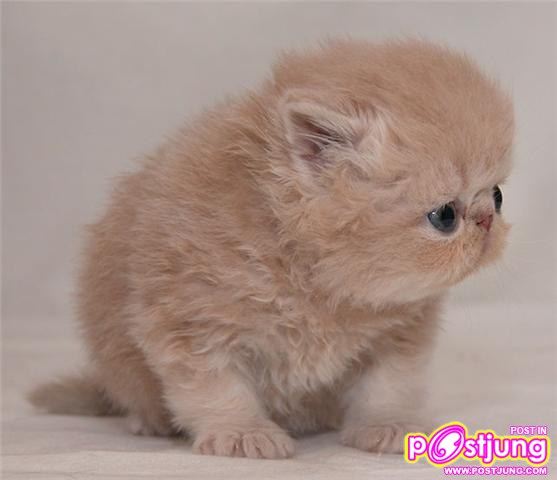 น้องแมวน่าร๊ากกกกกกกกกกกกกกกกกกก...