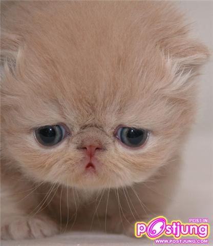 น้องแมวน่าร๊ากกกกกกกกกกกกกกกกกกก...