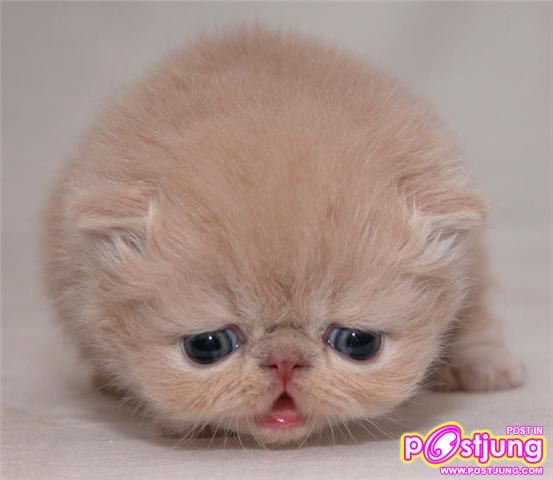 น้องแมวน่าร๊ากกกกกกกกกกกกกกกกกกก...