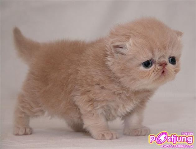 น้องแมวน่าร๊ากกกกกกกกกกกกกกกกกกก...