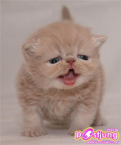 น้องแมวน่าร๊ากกกกกกกกกกกกกกกกกกก...