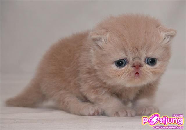น้องแมวน่าร๊ากกกกกกกกกกกกกกกกกกก...
